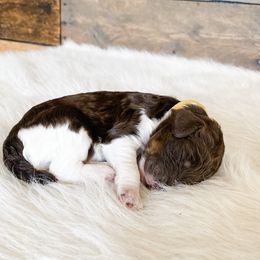 Poodle Puppies from LeBaron Standard Poodles