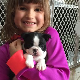 Boston Terrier Puppies from Achates Bostons