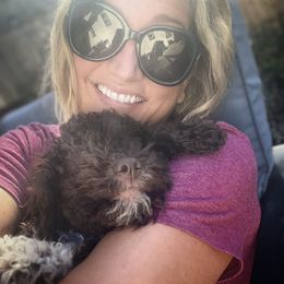 Lagotto Romagnolo Puppies from Anna’s Lagottos