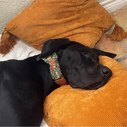 Great Dane Puppies from Shadow Veil Dane’s