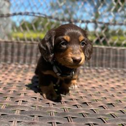 Otis - Chocolate and tan male Dachshund puppy in Stilwell, Oklahoma from Mountain Top Dachshunds