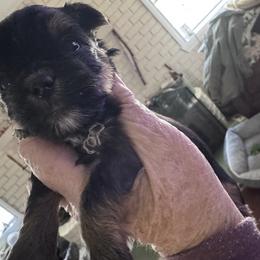 Adam - Black and tan male Yorkshire Terrier puppy in Lampasas, Texas from Lone Star Yorkies Texas