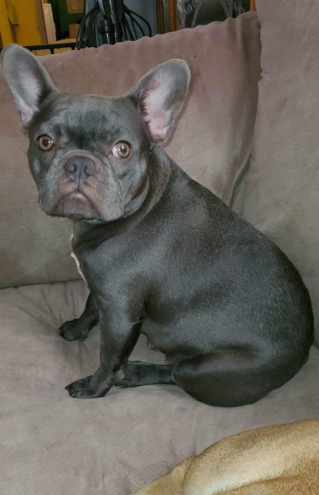 Kali - French Bulldog