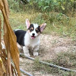 Indy-Natural bobtail Mismark - White and black male Pembroke Welsh Corgi puppy in Hope, Arkansas from Foxy Knoll Farm