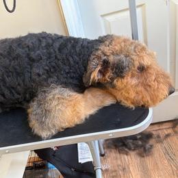 Gary - Airedale Terrier
