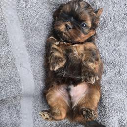 Cinnamon - Tricolor male Shih Tzu puppy in Normal, Illinois from Happy Shih Tzu Homes