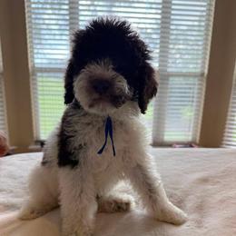 Mr. Truffles - Parti male Poodle puppy in Midlothian, Texas from Pristine Puppies & Signature Studs