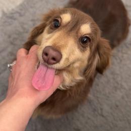 Macchiato - Dachshund