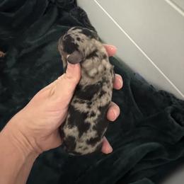 Nova - Dapple female Dachshund puppy in Conroe, Texas from Darci's Dachshunds