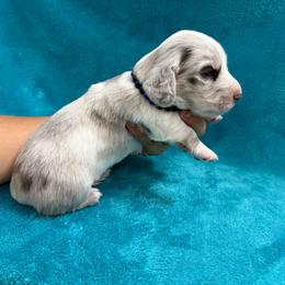 Rhett - Dapple male Dachshund puppy in Lincoln, Arkansas from Red Dirt Dachshunds