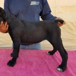 Cane Corso and French Bulldog Puppies from JSM Corsos