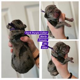 Dark purple - Merle female Great Dane puppy in Doylestown, Ohio from Dana's Danes