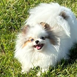 Pomeranians from VanityPom’s