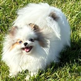 Pomeranians from VanityPom’s