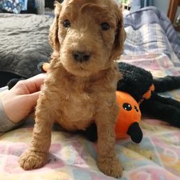 Blue - Apricot male Poodle puppy in Big Rapids, Michigan from Meeker's Ridge Standard Poodles