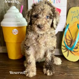 Daisy - Merle female Labradoodle puppy in Paw Paw, Michigan from ProAct Canines