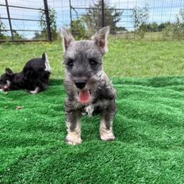 Rocky - Salt and pepper male Miniature Schnauzer puppy in Atoka, Oklahoma from Boggy Depot Cavaliers & Friends
