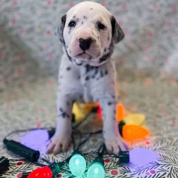 Cindy Lou Who - White and black female Dalmatian puppy in Whitwell, Tennessee from Rock a Dalmatian “RockADal”