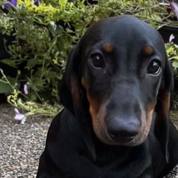 Dachshunds from Hot Dog Haven