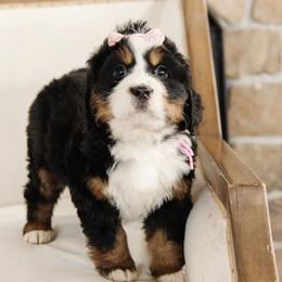 'Cindy' Pink Bow Female - Tri-color female Bernedoodle puppy in Kamas, Utah from A + E Farms