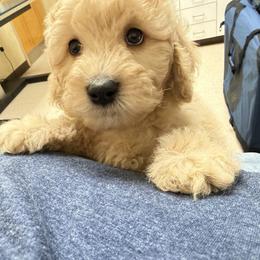 Oakley - Cream male Goldendoodle puppy in Litchfield, Connecticut from Gracie Doodles CT