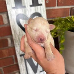 Wheaton -CKC - Wheaten male Miniature Schnauzer puppy in Hillsville, Virginia from Valley View schnauzers