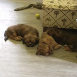 Lhasa Apso Puppies from Lauren McGlynn's Lhasa Apso Puppies