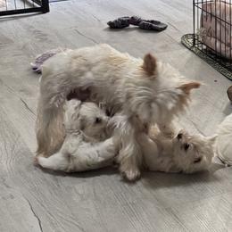 Maltese, Morkie, and Yorkshire Terrier Puppies from Mountain Top Hot Tailz