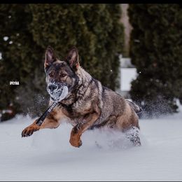 Finney - German Shepherd