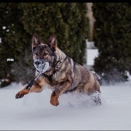 Finney - German Shepherd