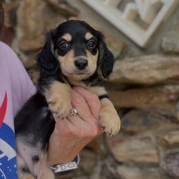 Eddie - Black and cream male Dachshund puppy in Warrior, Alabama from Bountiful Dachshunds