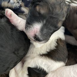 Poodle Puppies from Mars  Glitz Poodles