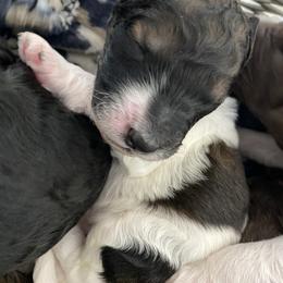 Poodle Puppies from Mars  Glitz Poodles