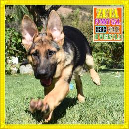 ZETA - Black and red female German Shepherd puppy in Murrieta, California from Diamond Oaks German Shepherds