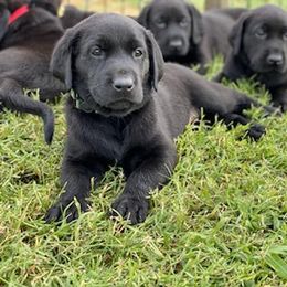 Labrador Retriever Puppies from Fatcity Labradors