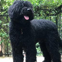 Tillie - Barbet