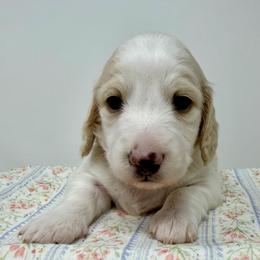 Sebastian - Piebald male Dachshund puppy in Pulaski, Tennessee from Billboard Doxies