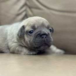 Boy 1 - French Bulldog puppy from Deolin