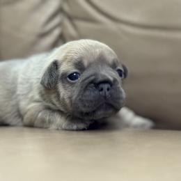Boy 1 - French Bulldog puppy from Deolin