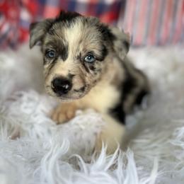Merle - Blue merle male Border Collie puppy in Cleveland, North Carolina from Morning Glory Farm-border collies/Beyond Brilliant Dog Co.