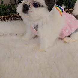 Shih Tzu Puppies from 🩷ViviDreamyShihtzus🩷