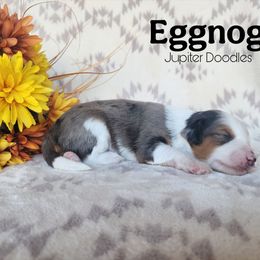 Eggnog - Blue merle male Aussiedoodle puppy in Lake Bronson, Minnesota from Jupiter Doodles