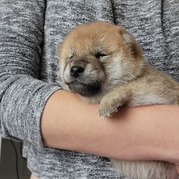 Shiba Inu Puppies from Anteiku Shiba Inu