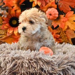 Bruce - Gold male Morkie puppy in Guthrie, Kentucky from Happy Tail Puppies