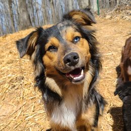 Midas - Miniature Australian Shepherd