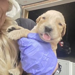 Ginger - Golden female Golden Retriever puppy in Greenbrier, Tennessee from Glambleberry Goldens