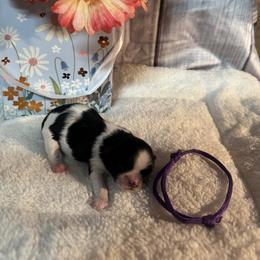 Lily - Black and white female Shih Tzu puppy in Success, Missouri from Salty Pawz Kennel LLC