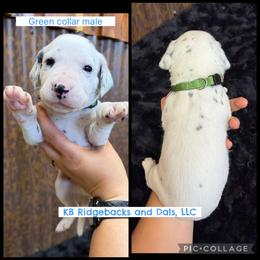 Green Collar Male - White and black male Dalmatian puppy in Colome, South Dakota from KB Ridgebacks and Dals, LLC