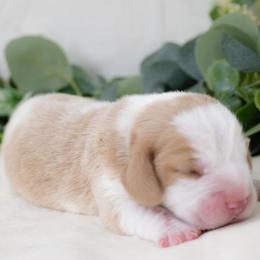 Beagle Puppies from BEARs Beagles