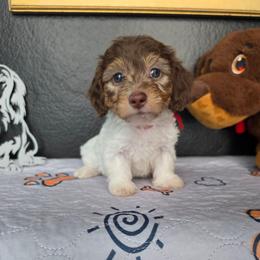 Ace - Piebald male Dachshund puppy in Las Piedras from New Empire Kennels